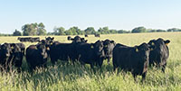43 Angus & BWF Cows... Southwest MO