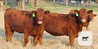 41 Red Angus Replacement Heifers... Central TX