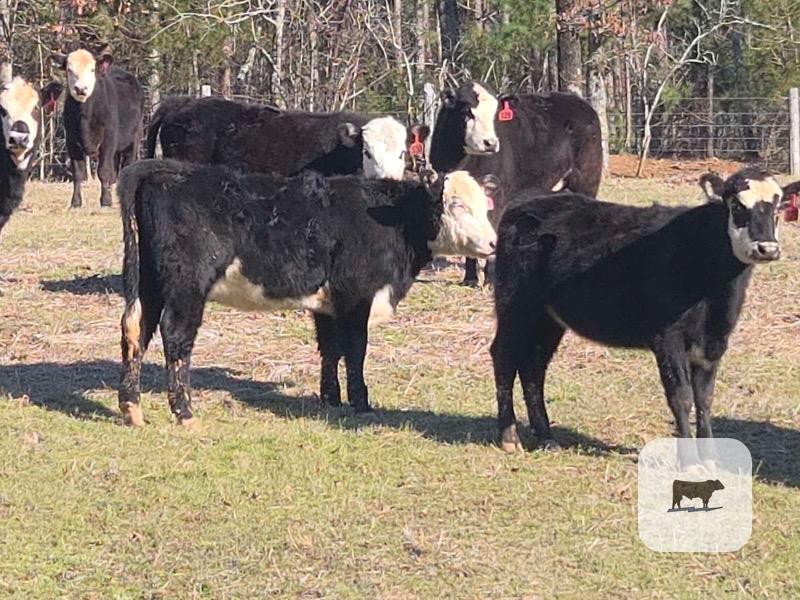 Cattle Range Listing Photo