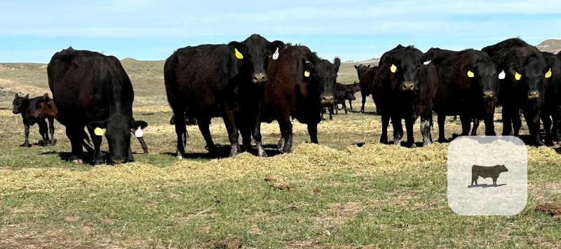 Cattle Range Listing Photo