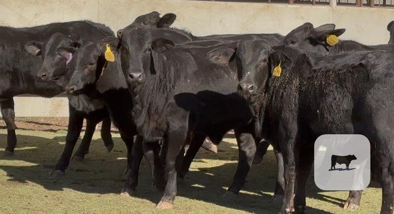 Cattle Range Listing Photo