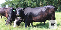 14 Angus Cows... Central TX