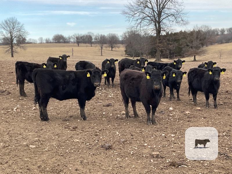 Cattle Range Listing Photo