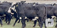 75 Angus Plus Black Baldy Rep. Heifers... Central TX