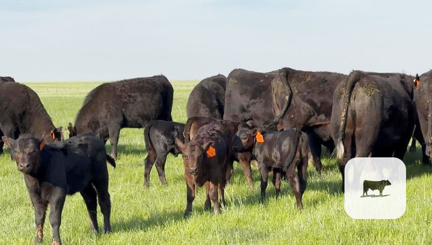 Rabobank: Outlook Remains Bright for Cattle Producers