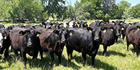 40 Angus & BWF Cows... SW Missouri