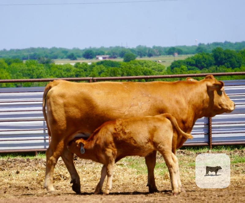 Cattle Range Listing Photo