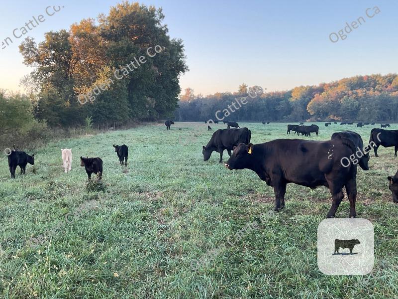 Cattle Range Listing Photo