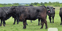 45 Angus, Brangus & 'BMF' Cows... Central TX