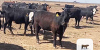 175	Angus & BWF Bred Heifers... TX Panhandle