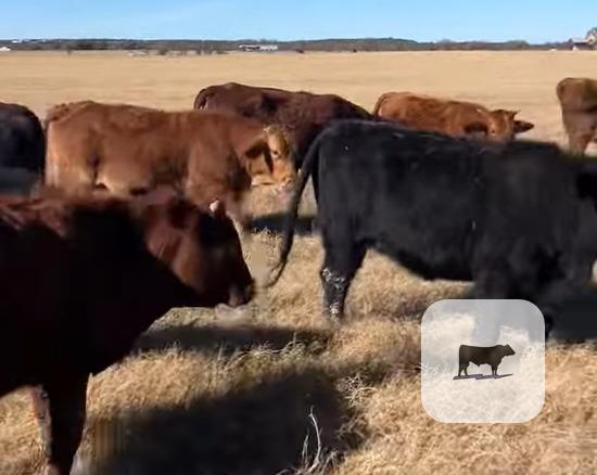 Cattle Range Listing Photo