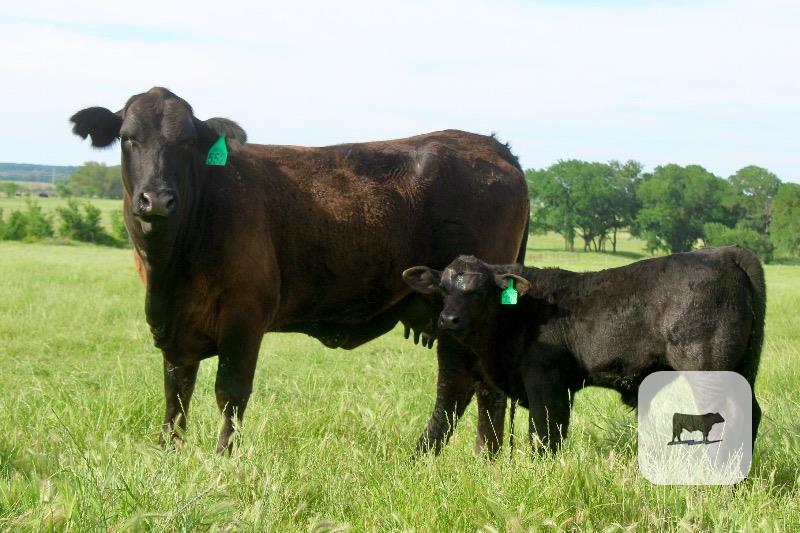 Cattle Range Listing Photo