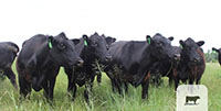 42 Angus Cows... Central TX