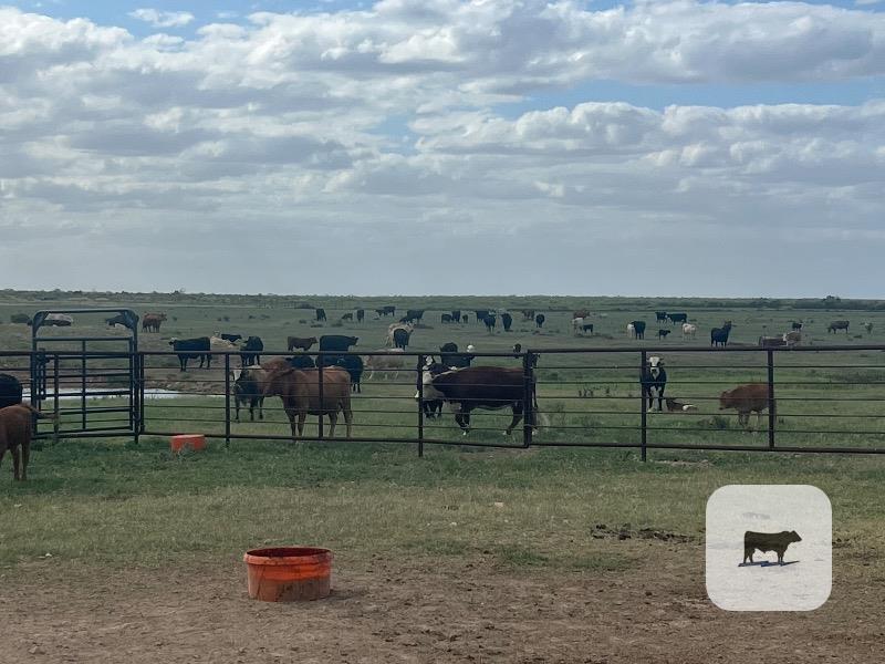 Cattle Range Listing Photo