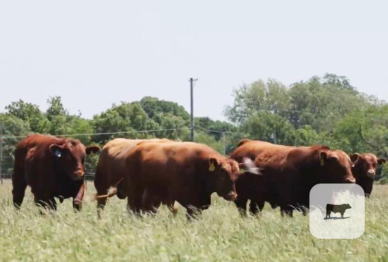 Cattle Range Listing Photo