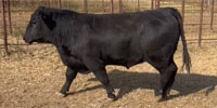 8 Reg. Angus Bulls... East TX