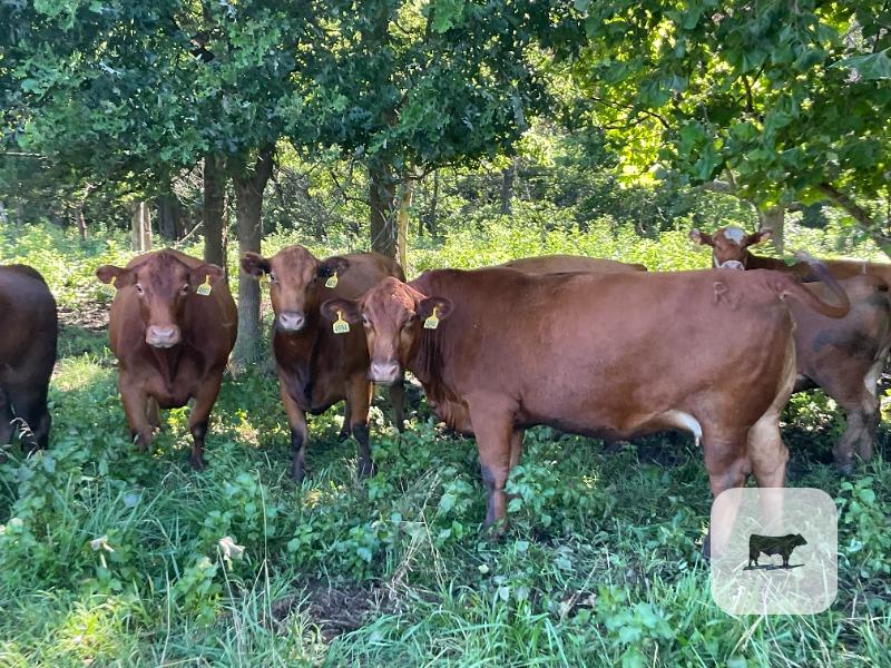 Cattle Range Listing Photo