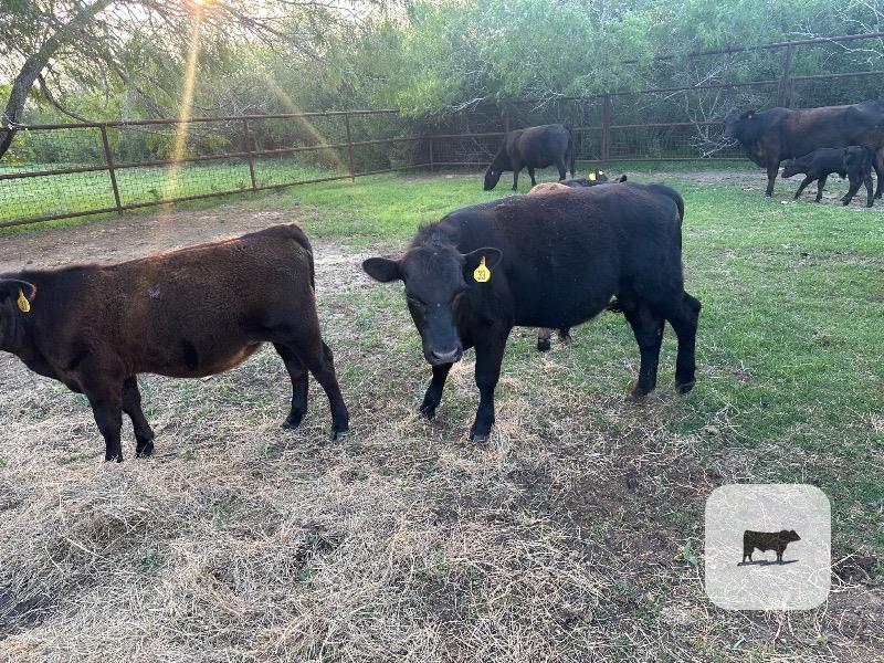 Cattle Range Listing Photo