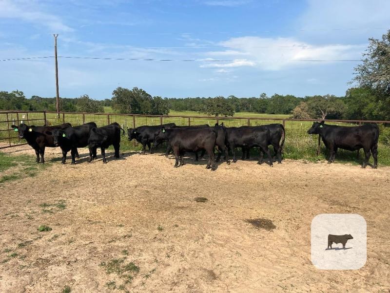 Cattle Range Listing Photo