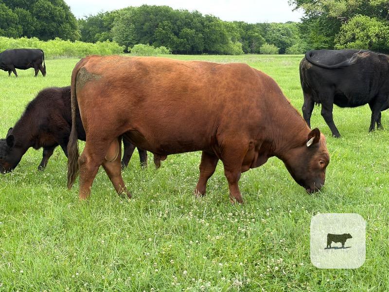 Cattle Range Listing Photo
