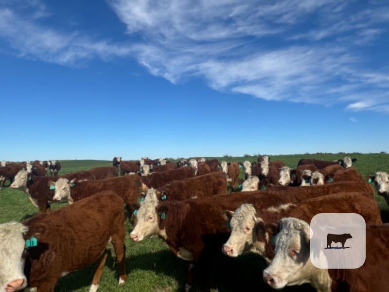 Cattle Range Listing Photo 2