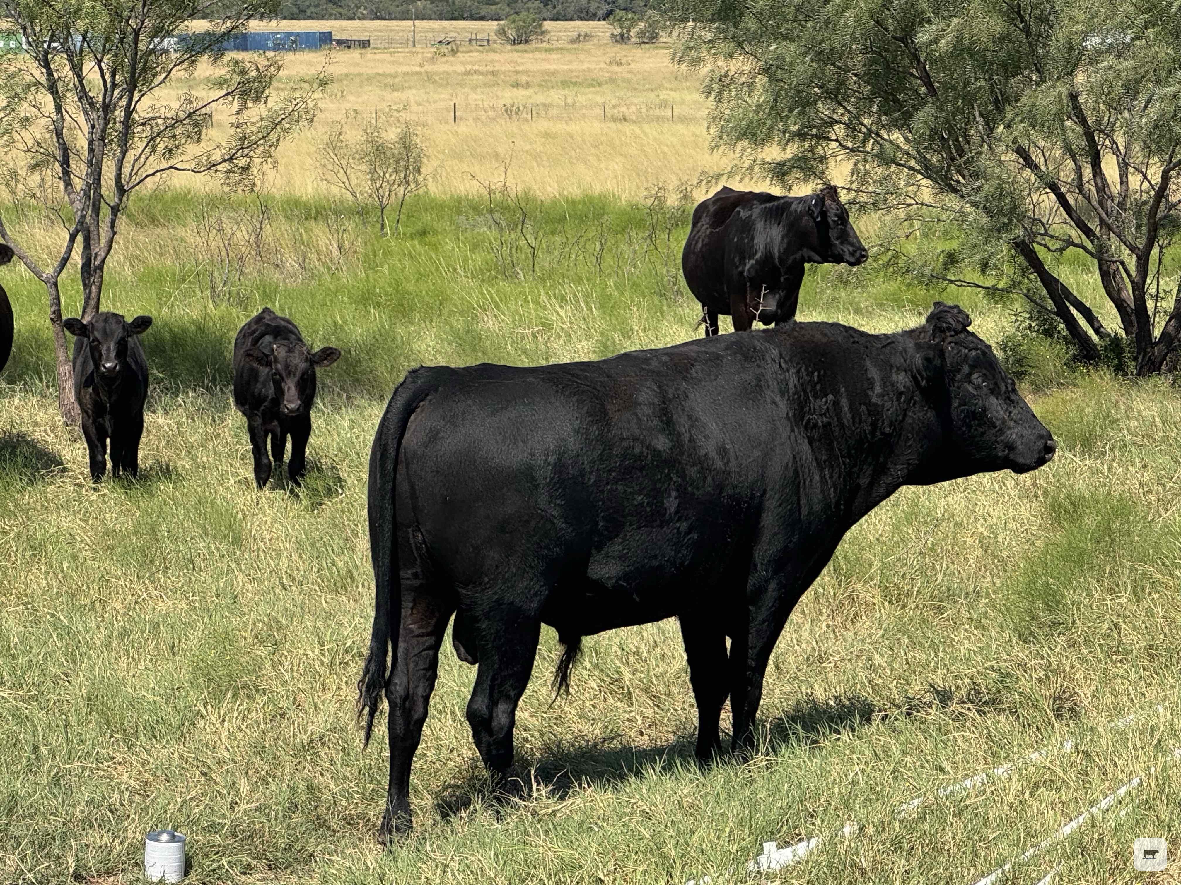 Cattle Range Listing Photo