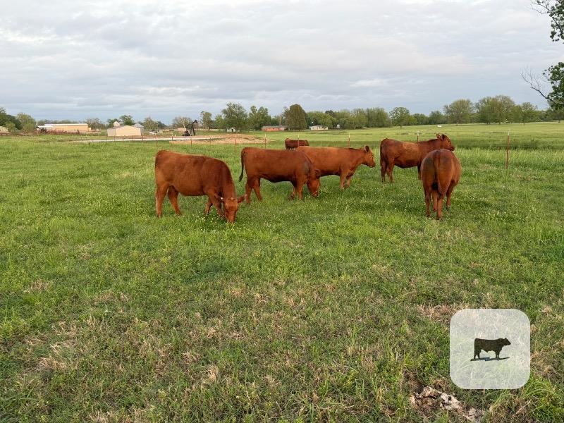 Cattle Range Listing Photo