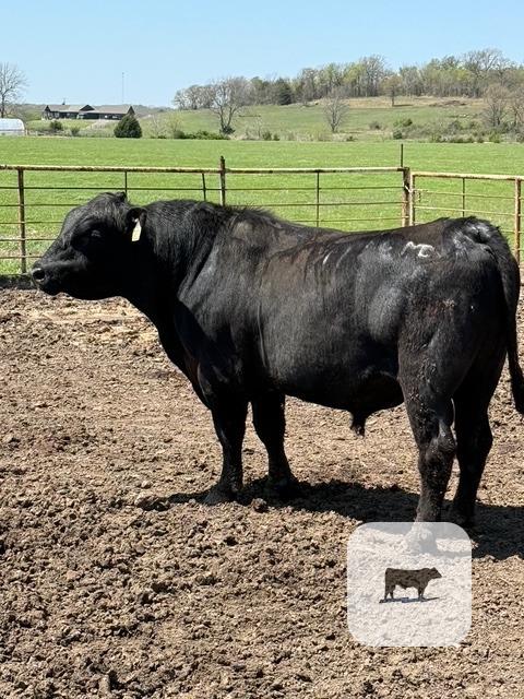Cattle Range Listing Photo