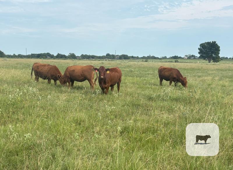 Cattle Range Listing Photo