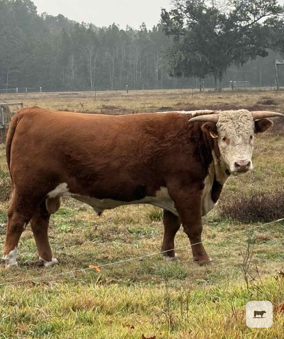 Cattle Range Listing Photo