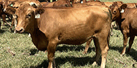 100	Red Angus Plus Bred Heifers... Northeast LA