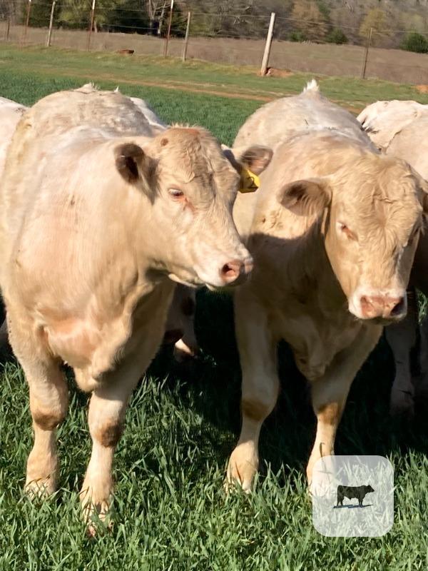 Cattle Range Listing Photo