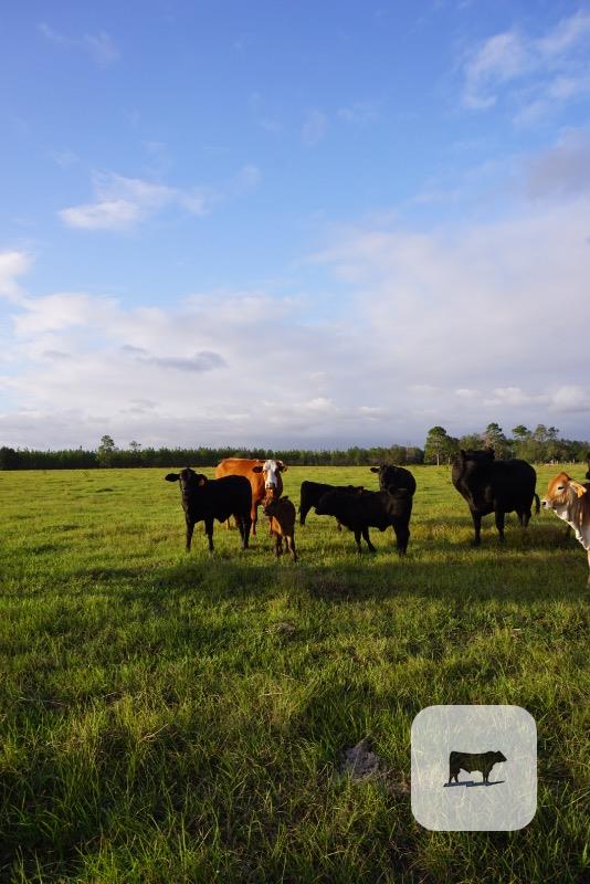 Cattle Range Listing Photo 5