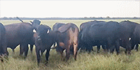 70 Brangus & Brangus Baldy Bred Heifers... Southeast TX