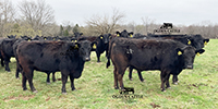 42 Angus & BWF Cows... Southwest MO