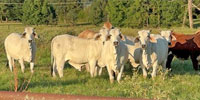 8 Reg. Brahman Bred Heifers w/ 1+ Calves... Central TX