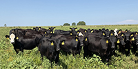 60 Angus & BWF Rep. Heifers... SW Missouri