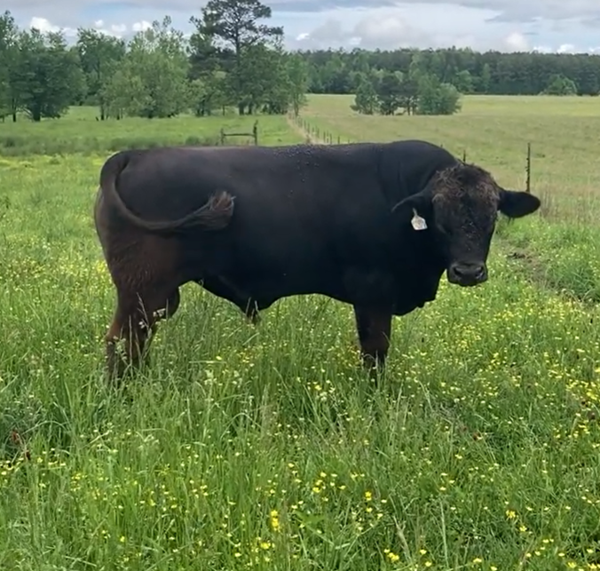 Cattle Range Listing Photo