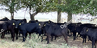 90 Angus & BWF Rep. Heifers... Southwest MO