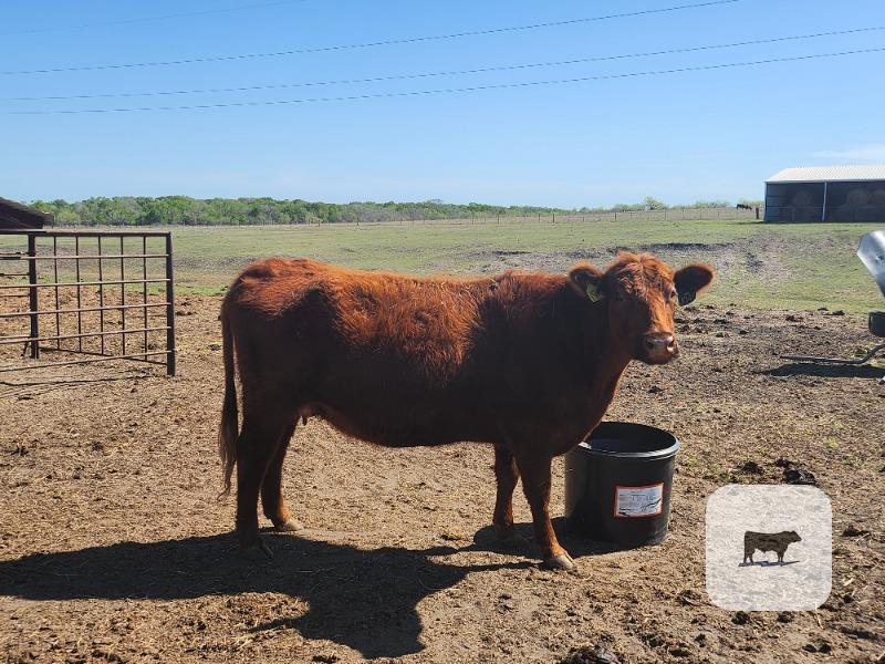 Cattle Range Listing Photo