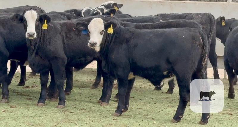 Cattle Range Listing Photo