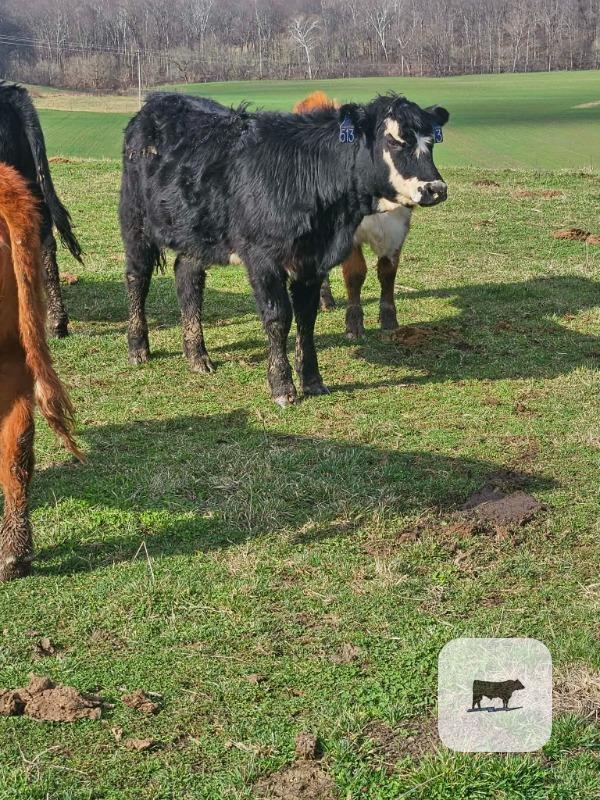 Cattle Range Listing Photo