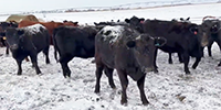 125	Angus & Red Angus Bred Heifers... E. Central NE
