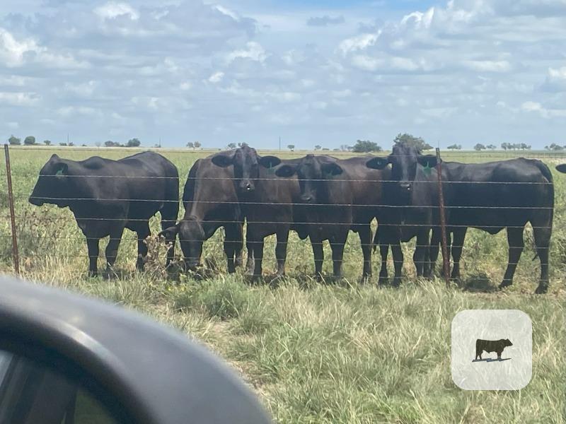 Cattle Range Listing Photo