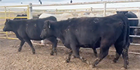 50 Reg. Angus Cows & Bred Heifers... E. Central OK ~ BVD-PI Neg.