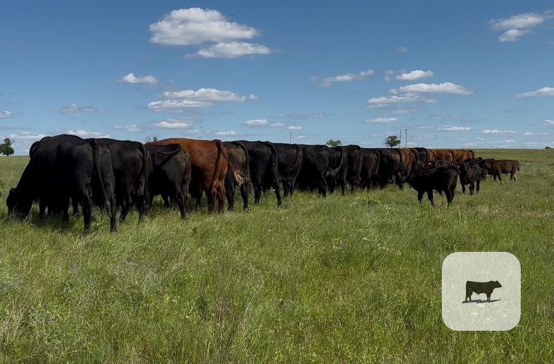 Cattle Range Listing Photo