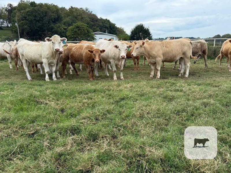 Cattle Range Listing Photo