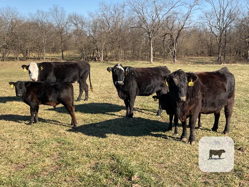 Cattle Range Listing Photo