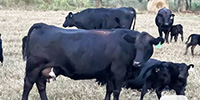 39 Angus Cross 1st & 2nd-Calf Pairs... E. Central GA