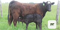 12 Angus & BWF 1st-Calf Pairs... Central TX
